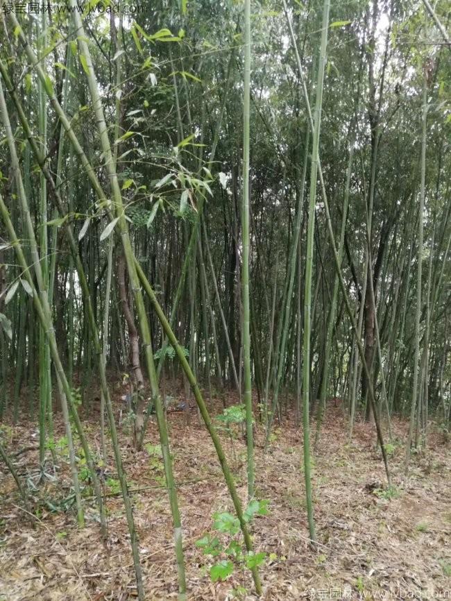 斑竹