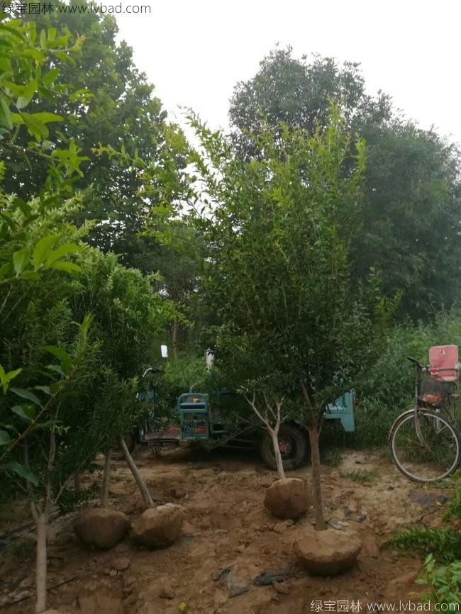 石榴树