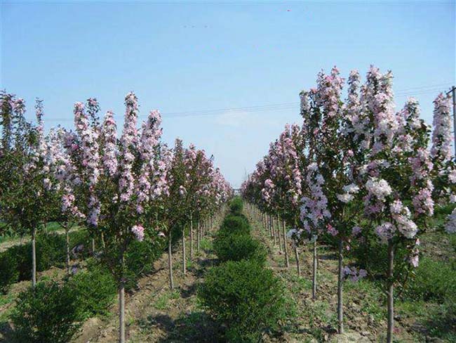 <a href='https://www.lvbad.com/xiaoqiaomu/3555.html' target='_blank'>西府海棠</a>