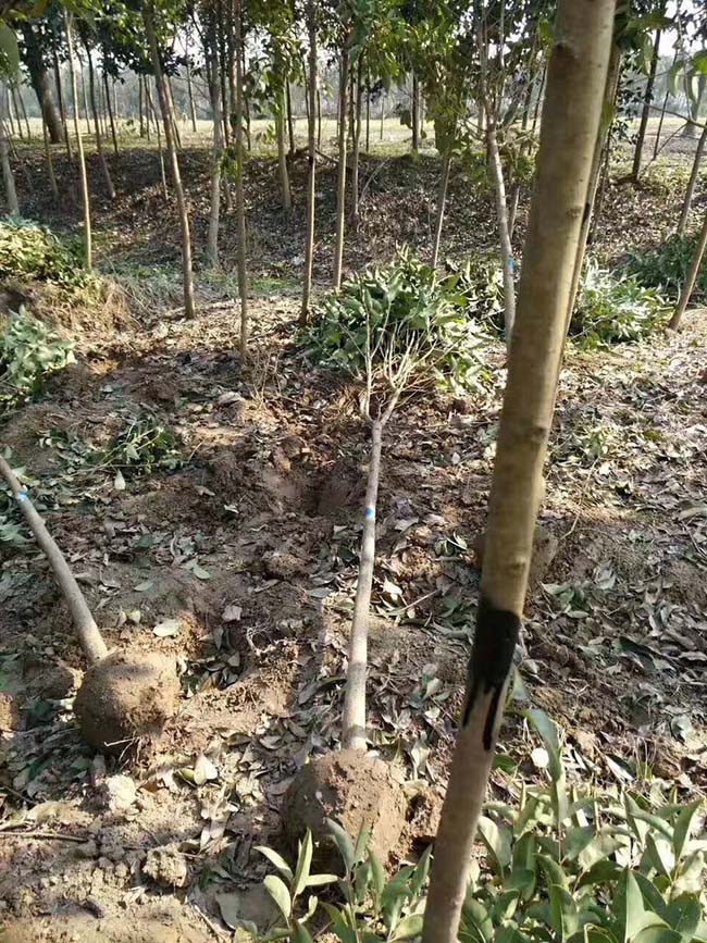 高杆女贞 高杆女贞