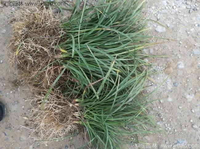 细叶麦冬草 细叶麦冬草