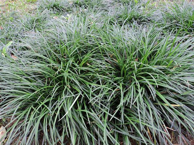 细叶麦冬草 细叶麦冬草