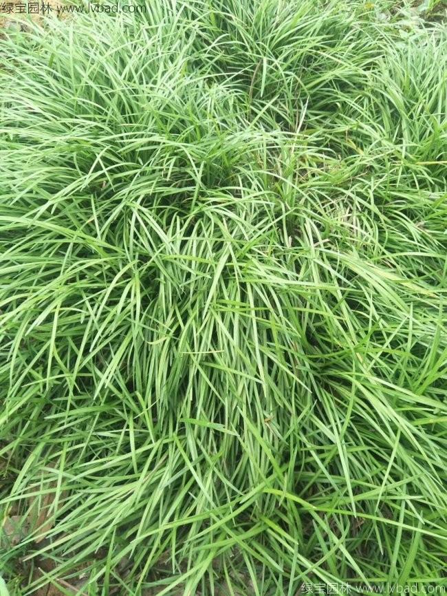 细叶麦冬草 细叶麦冬草