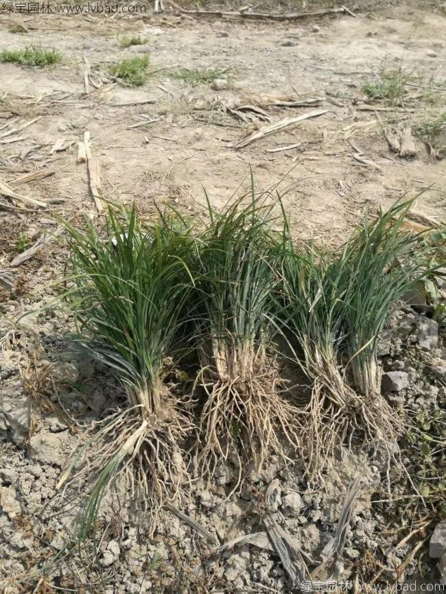 中叶<a href='https://www.lvbad.com/linmuzhongzi/1695.html' target='_blank'>麦冬草</a>