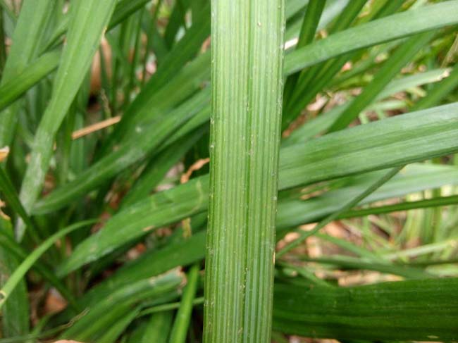 宽叶<a href='https://www.lvbad.com/linmuzhongzi/1695.html' target='_blank'>麦冬草</a>