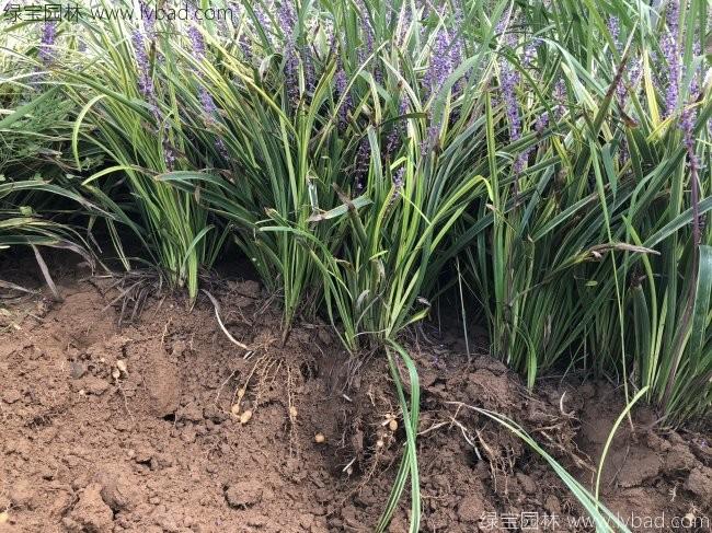 金边麦冬 金边麦冬