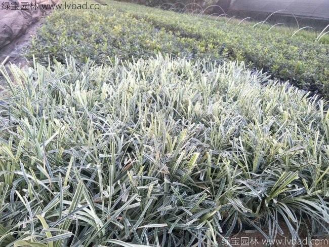 金边麦冬 金边麦冬