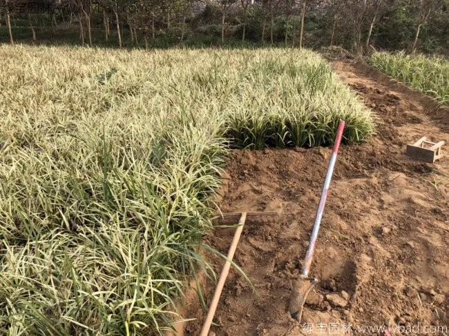 金边麦冬 金边麦冬