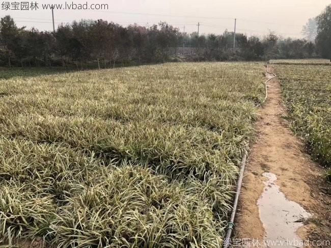 金边麦冬 金边麦冬