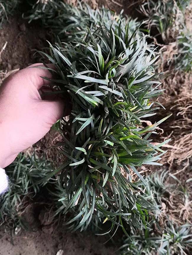 日本矮麦冬玉龙草