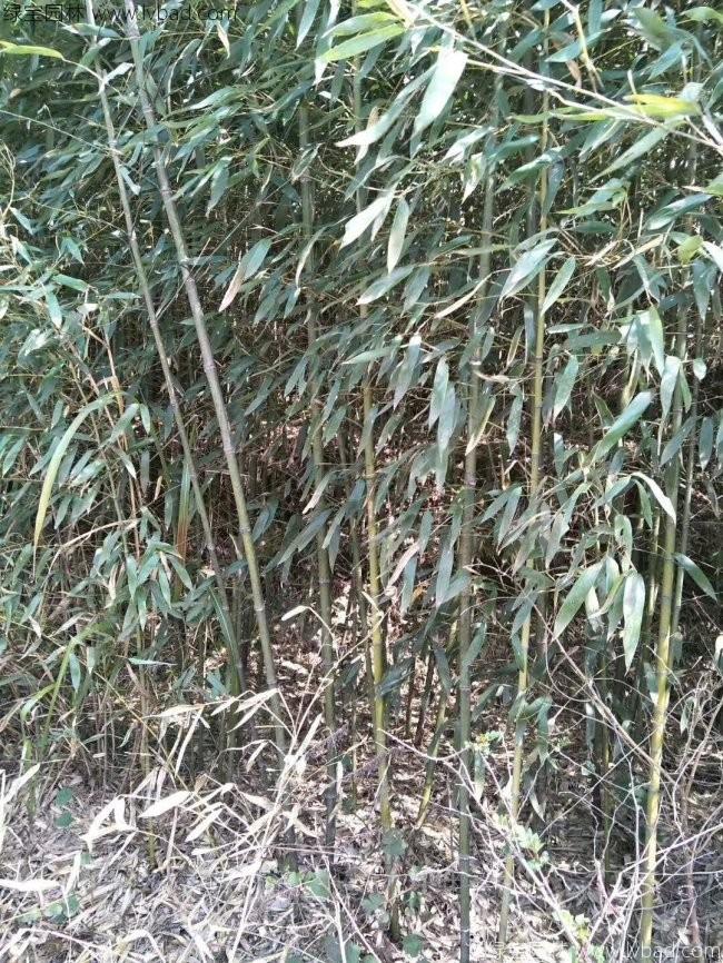绿化竹