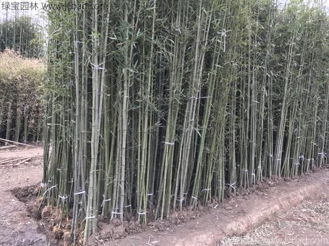 绿化竹