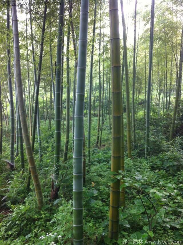 绿化竹