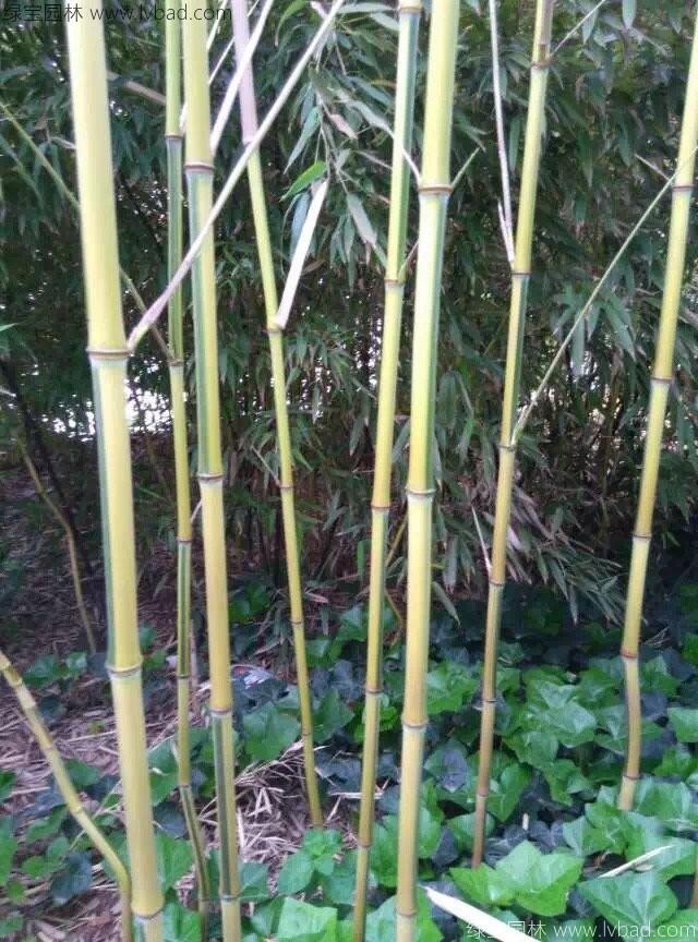 黄竹