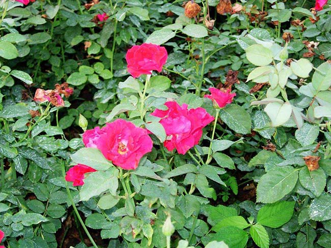 丰花<a href='https://www.lvbad.com/tengbenpanyuanzhiwu/3570.html' target='_blank'>月季</a>