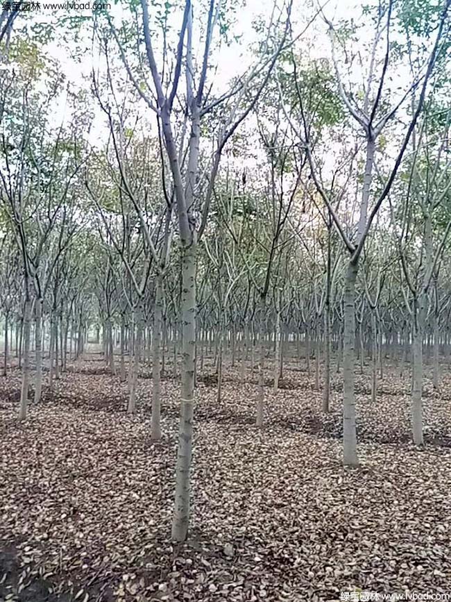 栾树