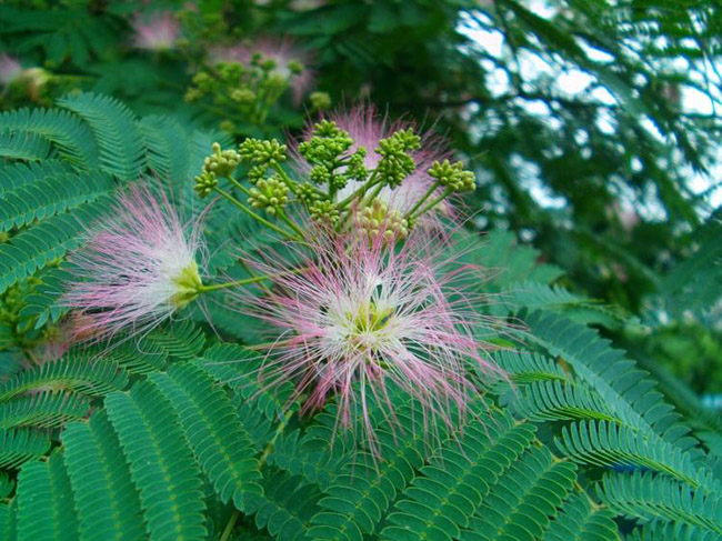 <a href='https://www.lvbad.com/linmuzhongzi/1718.html' target='_blank'>合欢</a>树 <a href='https://www.lvbad.com/linmuzhongzi/1718.html' target='_blank'>合欢</a>树