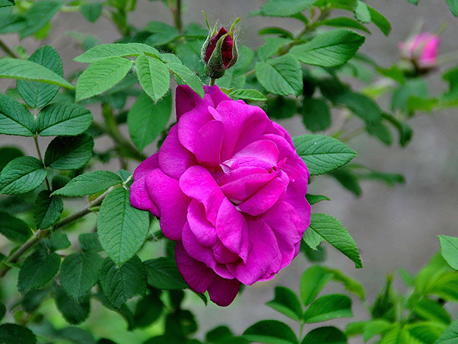 <a href='https://www.lvbad.com/dibeiguanmu/3576.html' target='_blank'>红刺玫</a>