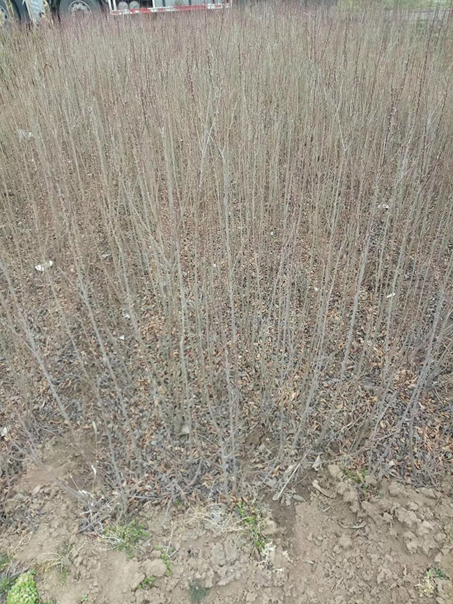 水腊苗水蜡小苗基地