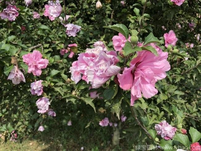 <a href='https://www.lvbad.com/xiaoqiaomu/3546.html' target='_blank'>木槿花</a>