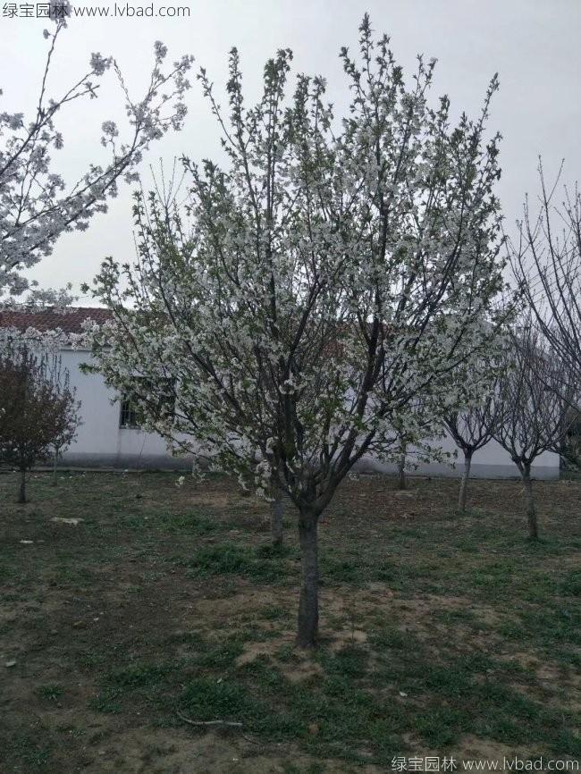 <a href='https://www.lvbad.com/xiaoqiaomu/3536.html' target='_blank'>日本樱花</a>