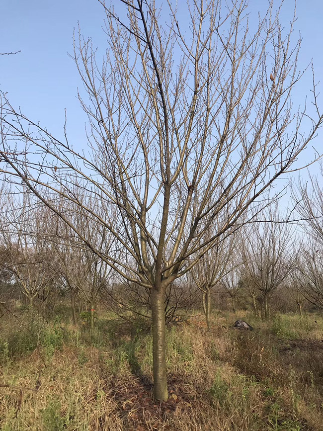 <a href='https://www.lvbad.com/xiaoqiaomu/3536.html' target='_blank'>日本樱花</a>
