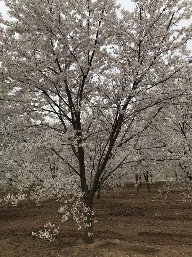 日本樱花