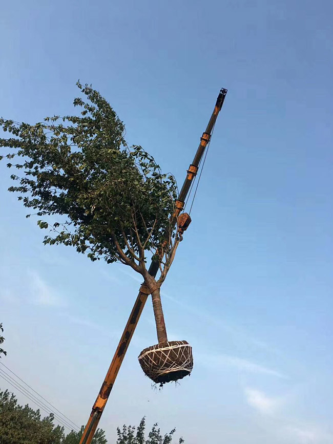 <a href='https://www.lvbad.com/xiaoqiaomu/3536.html' target='_blank'>日本樱花</a>