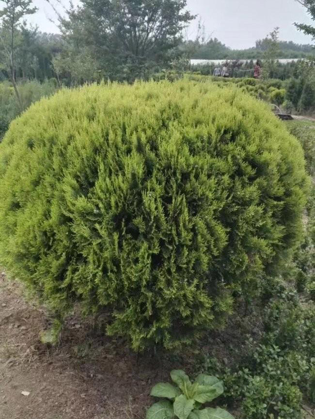 洒金柏球