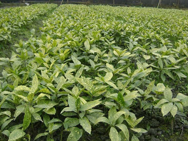 洒金珊瑚 洒金珊瑚