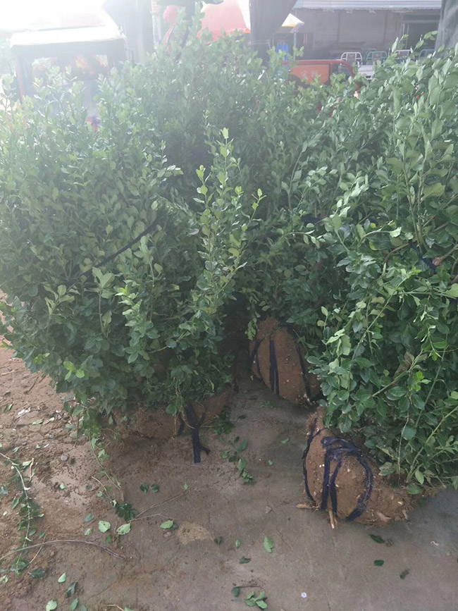 卫矛球