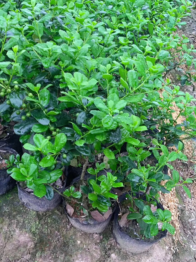 <a href='https://www.lvbad.com/linmuzhongzi/1797.html' target='_blank'>枸骨</a>