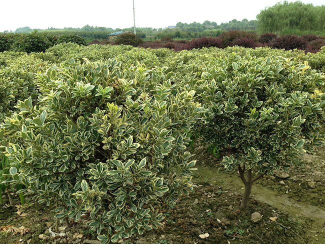 金边黄杨球 金边黄杨球