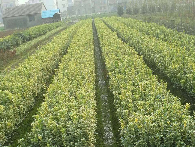 金边黄杨 金边黄杨