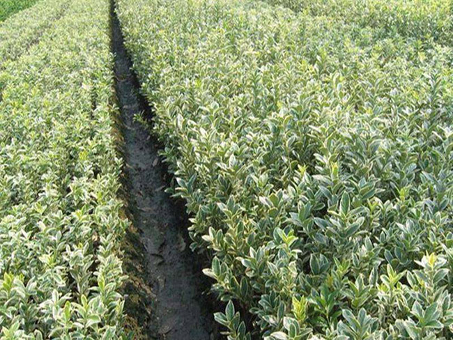 金边黄杨 金边黄杨