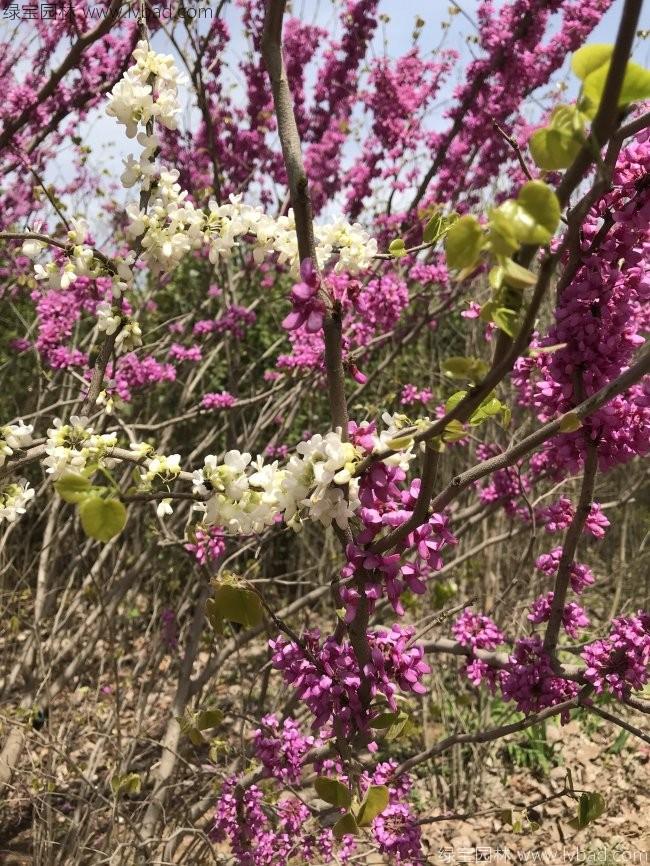 紫荆花