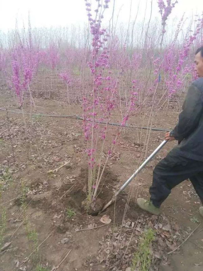 <a href='https://www.lvbad.com/dibeiguanmu/3490.html' target='_blank'>紫荆花</a>