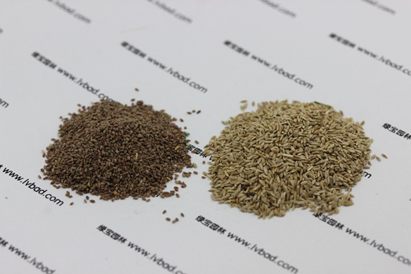 狗牙根种子和包衣狗牙根的区别