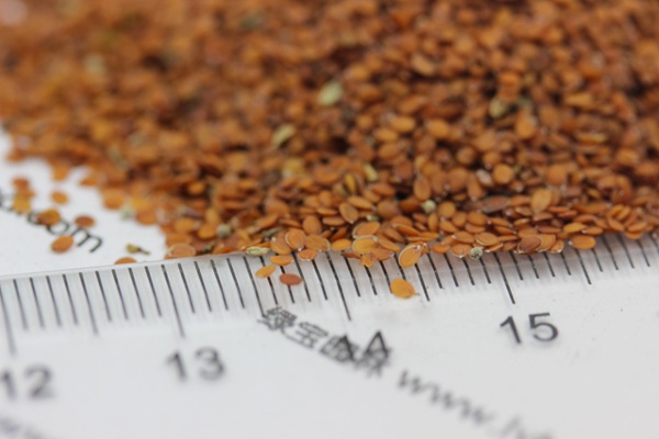 <a href='https://www.lvbad.com/caohuazhongzi/1639.html' target='_blank'>香雪球种子</a> 香雪球<a href='https://www.lvbad.com/' target='_blank'>种子</a>