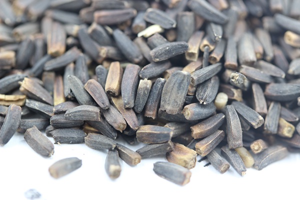 日光菊<a href='https://www.lvbad.com/' target='_blank'>种子</a>