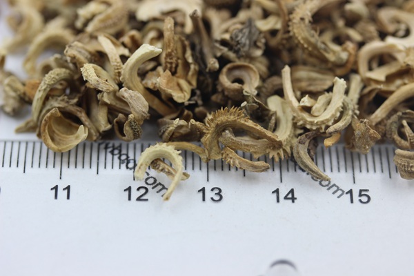 <a href='https://www.lvbad.com/caohuazhongzi/1571.html' target='_blank'>金盏菊</a><a href='https://www.lvbad.com/' target='_blank'>种子</a>