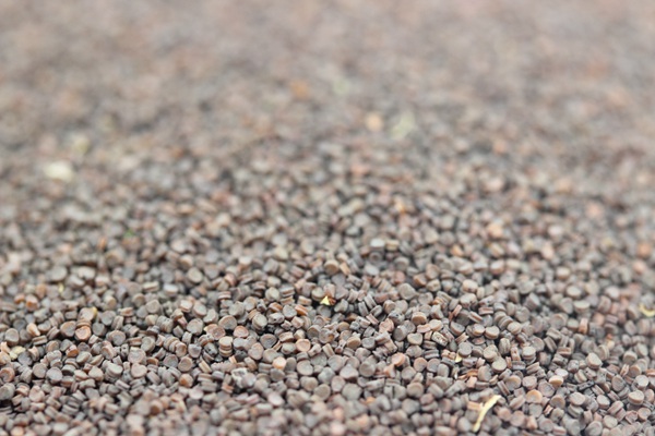 高雪轮<a href='https://www.lvbad.com/' target='_blank'>种子</a>