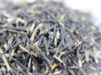 非洲万寿菊种子