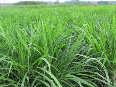皇竹草种节的种植方法 怎么管理
