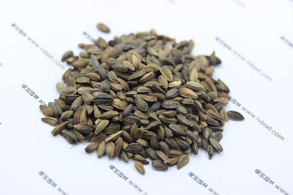 非洲菊<a href='https://www.lvbad.com/' target='_blank'>种子</a>