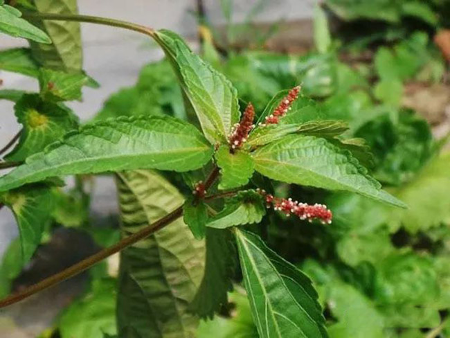 海蚌含珠,蚌壳草,小红孩,鸡蛋稠