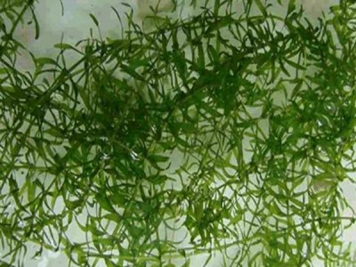 伊乐藻种子