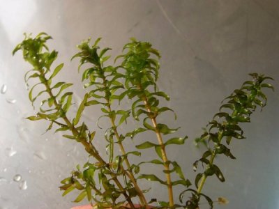 轮叶黑藻种子多少钱一斤 怎么播种