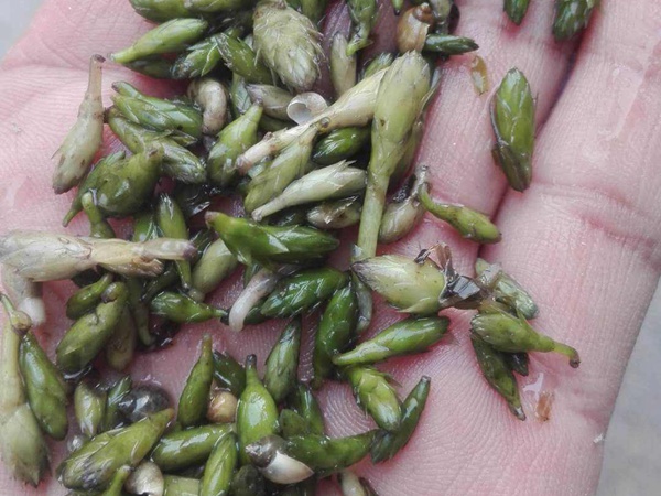 <a href='https://www.lvbad.com/shuicaozhongzi/1859.html' target='_blank'>轮叶黑藻种子</a>