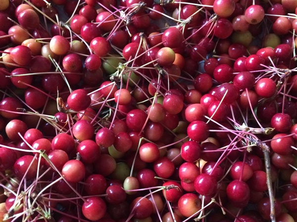 <a href='https://www.lvbad.com/guoshuzhongzi/2184.html' target='_blank'>山丁子</a><a href='https://www.lvbad.com/' target='_blank'>种子</a>